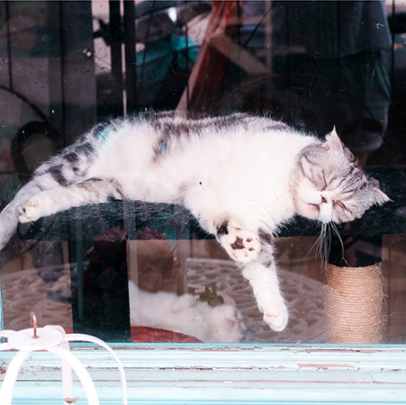 cat sleeping in a shop window